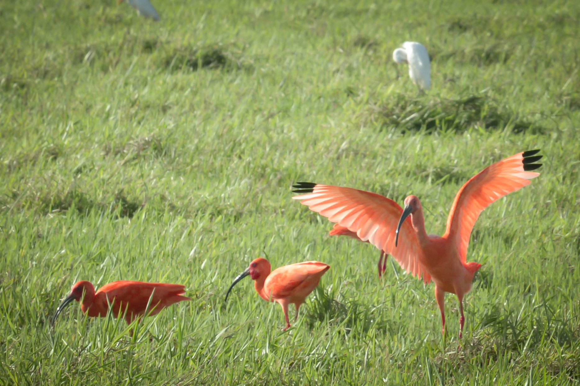 Avistamiento de Aves